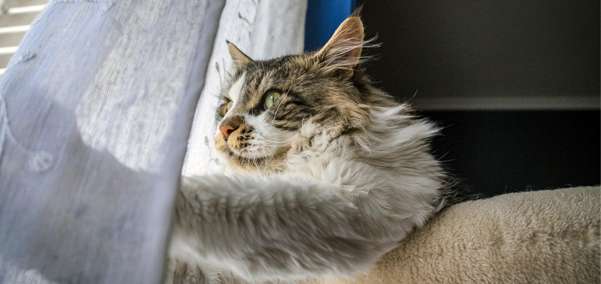 Caring for Your Pet Through Different Stages of Life