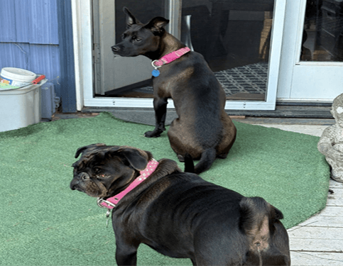Lexi with her new pup sibling outside a door