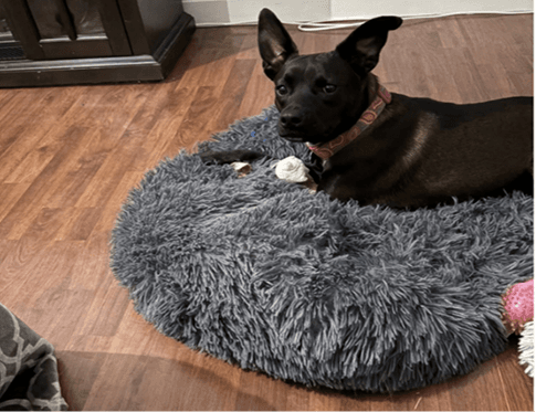 Lexi relaxing on a fluffy bed
